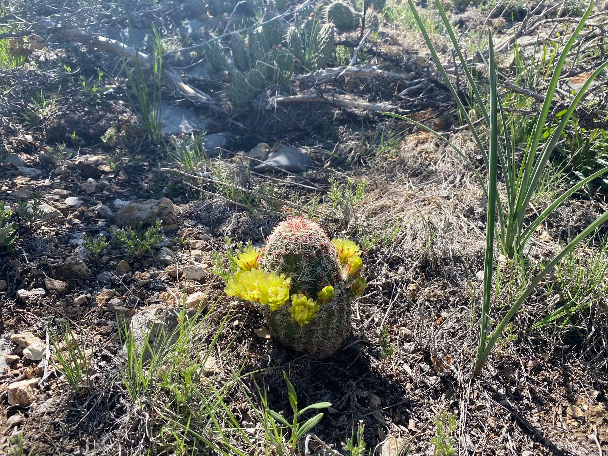 Echinocereus viridiflorus
